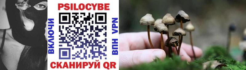 Галлюциногенные грибы Psilocybe  Купить закладки  Могоча 